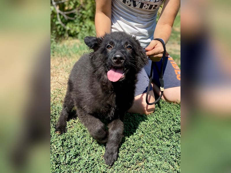 Vier niedliche Schäfi Mix Schwesterchen, 3Mon., Familienhunde