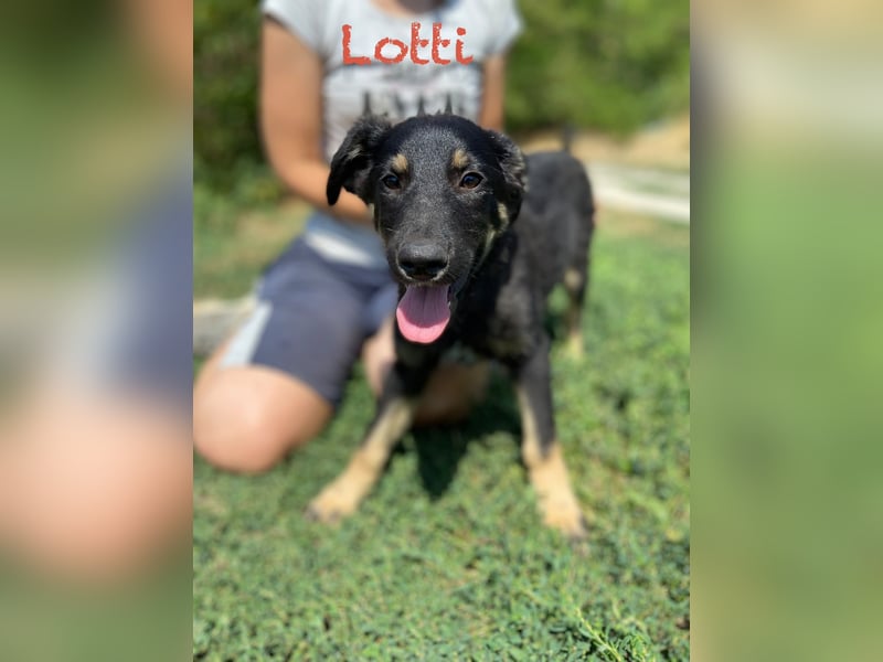 Vier niedliche Schäfi Mix Schwesterchen, 3Mon., Familienhunde