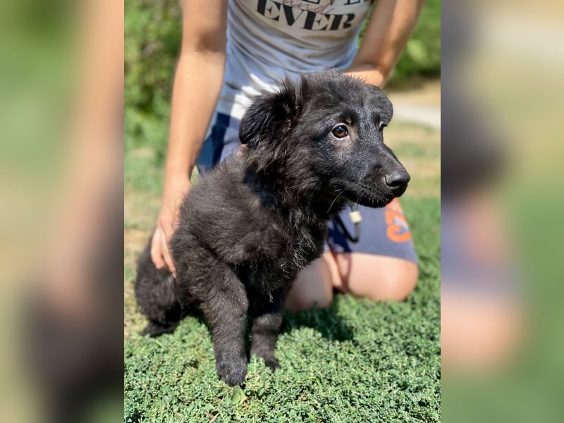 Vier niedliche Schäfi Mix Schwesterchen, 3Mon., Familienhunde