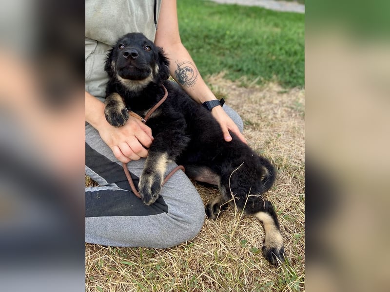Vier niedliche Schäfi Mix Schwesterchen, 3Mon., Familienhunde