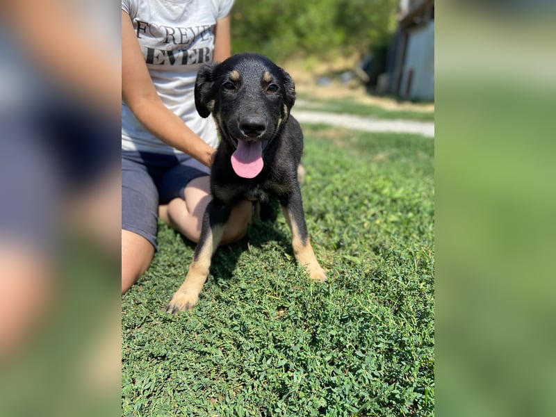 Vier niedliche Schäfi Mix Schwesterchen, 3Mon., Familienhunde