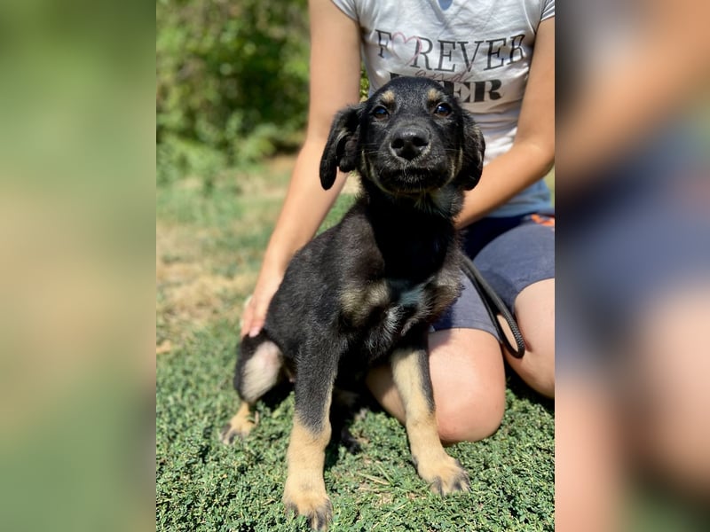 Vier niedliche Schäfi Mix Schwesterchen, 3Mon., Familienhunde