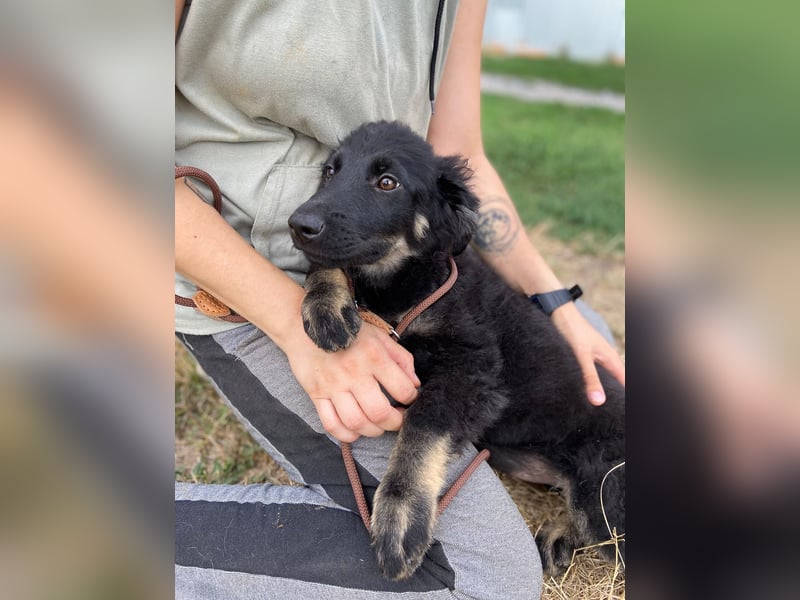 Vier niedliche Schäfi Mix Schwesterchen, 3Mon., Familienhunde