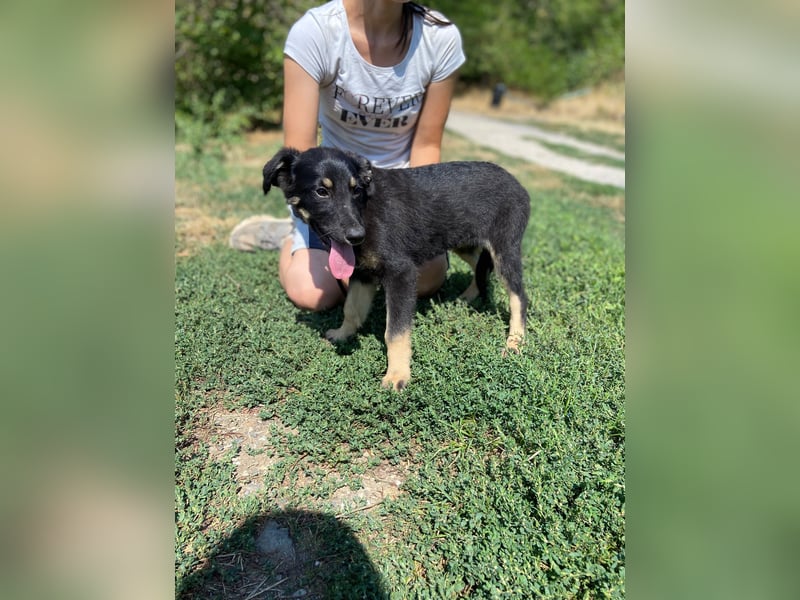 Vier niedliche Schäfi Mix Schwesterchen, 3Mon., Familienhunde