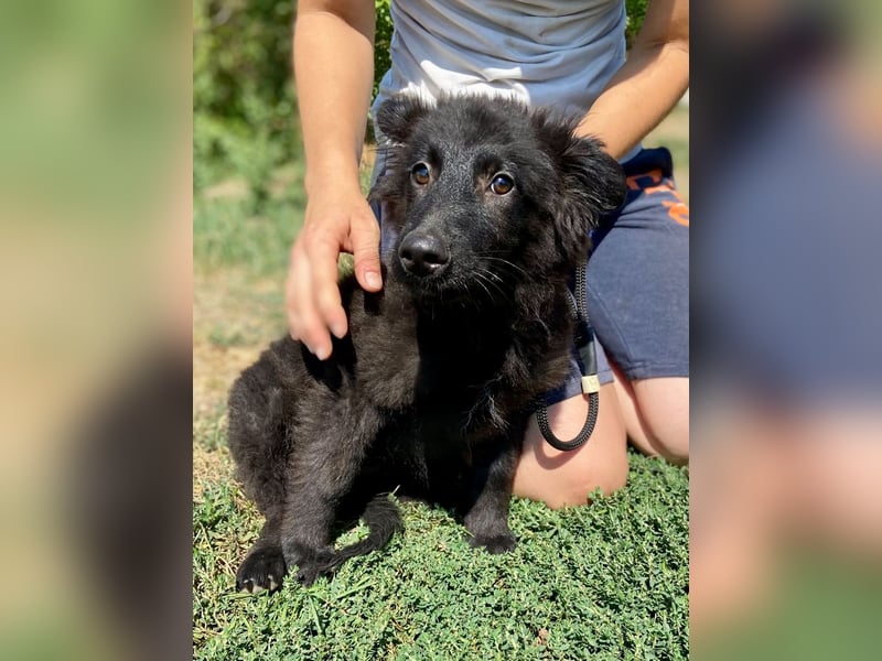 Vier niedliche Schäfi Mix Schwesterchen, 3Mon., Familienhunde
