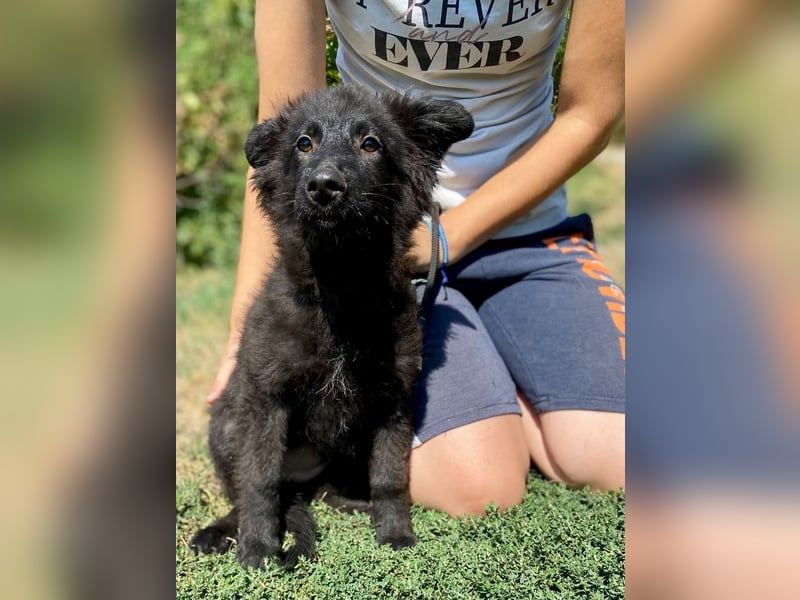 Vier niedliche Schäfi Mix Schwesterchen, 3Mon., Familienhunde