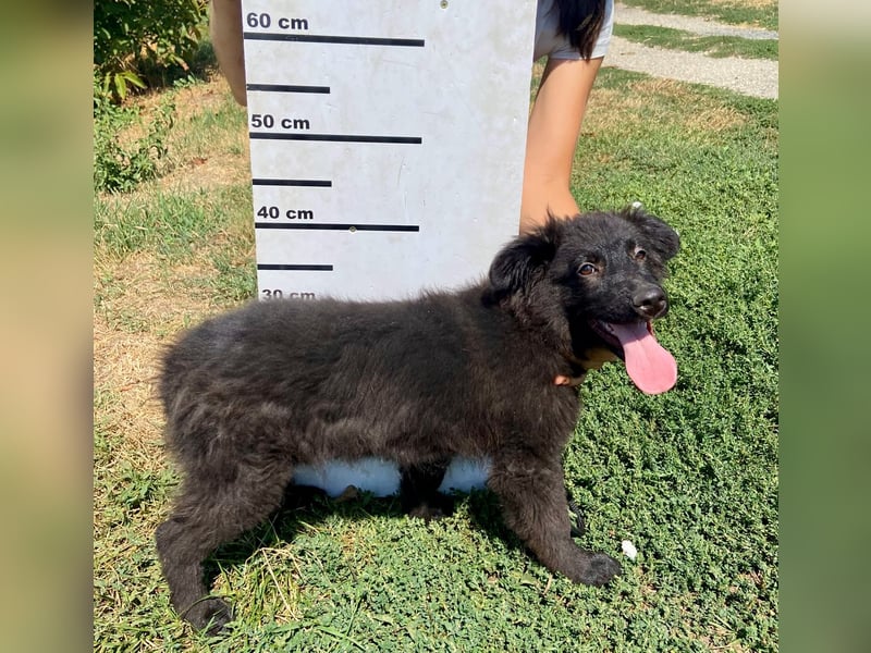 Vier niedliche Schäfi Mix Schwesterchen, 3Mon., Familienhunde