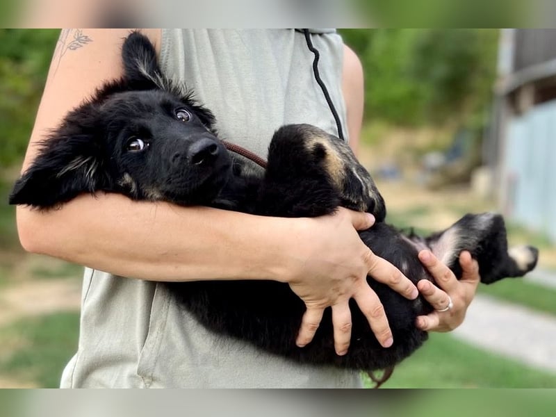 Vier niedliche Schäfi Mix Schwesterchen, 3Mon., Familienhunde
