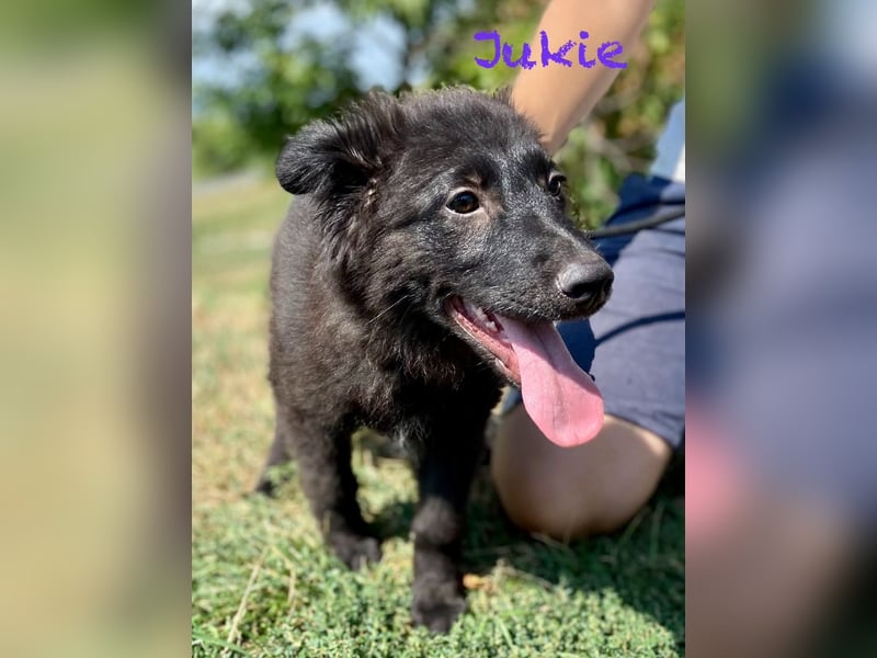 Vier niedliche Schäfi Mix Schwesterchen, 3Mon., Familienhunde