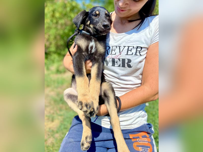 Vier niedliche Schäfi Mix Schwesterchen, 3Mon., Familienhunde