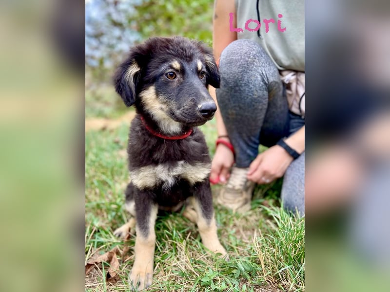 Vier niedliche Schäfi Mix Schwesterchen, 3Mon., Familienhunde