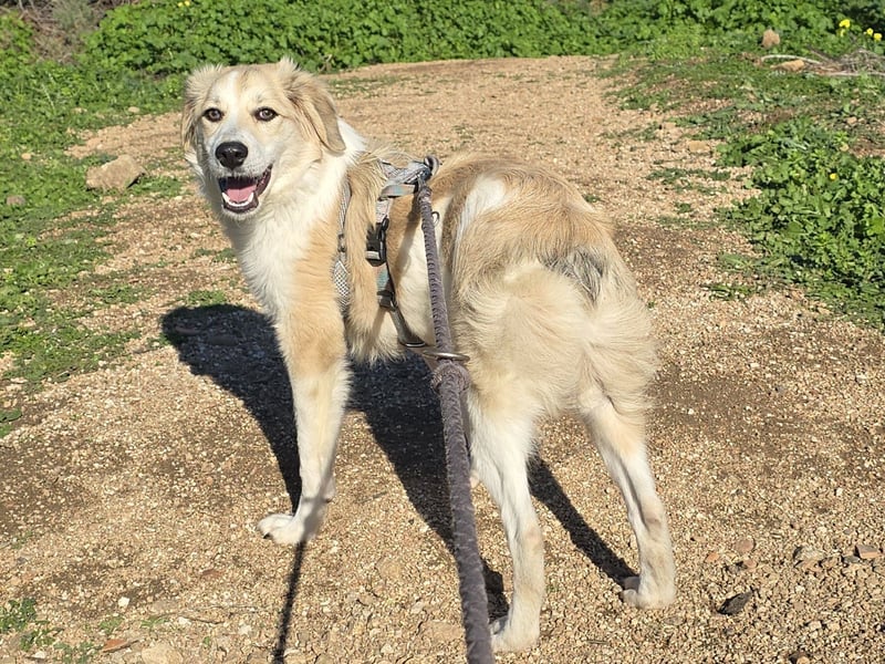 Buffy: ein Schatz für "Überall mit dabei"