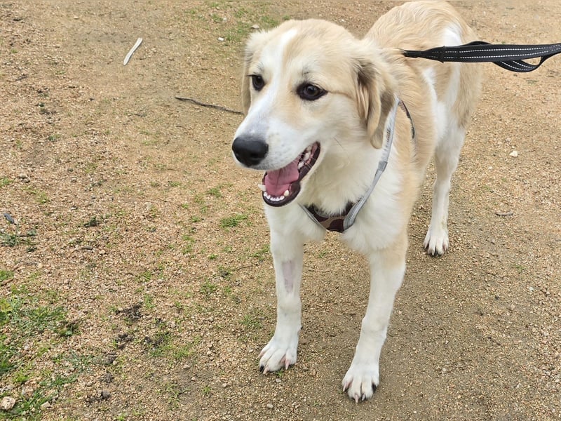 Buffy: ein Schatz für "Überall mit dabei"