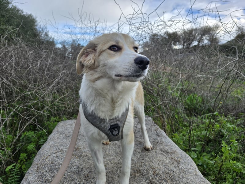 Buffy: ein Schatz für "Überall mit dabei"