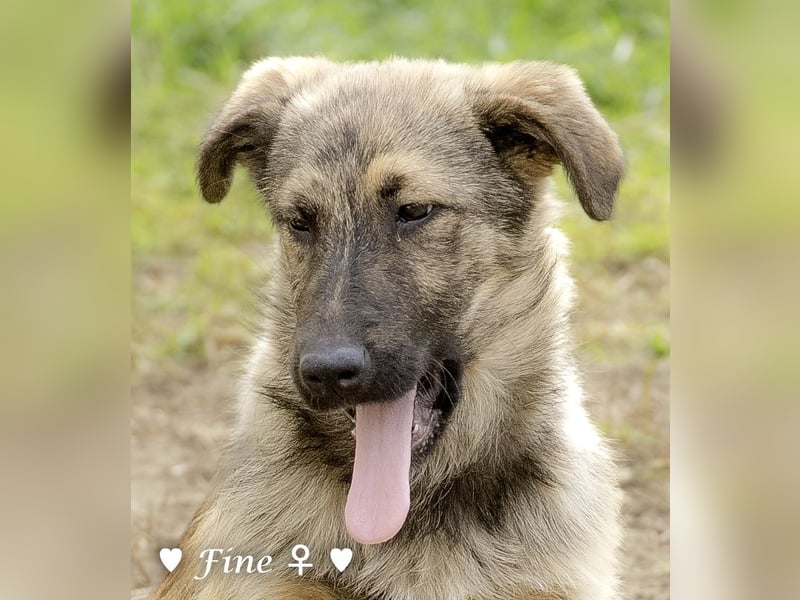 Neue Bilder: Frida und Fine   suchen ab Januar ein Zuhause