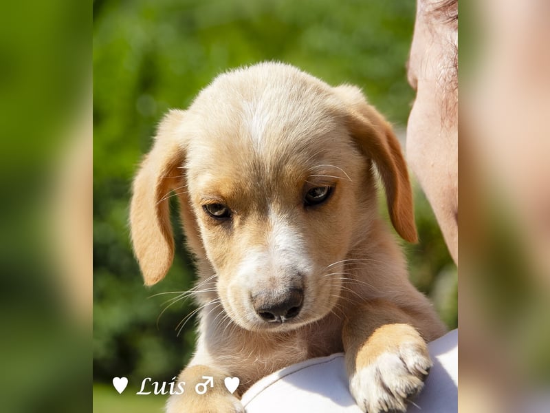 Lisa, Lina, Lia, Liam, Lenny und Luis suchen ein Zuhause