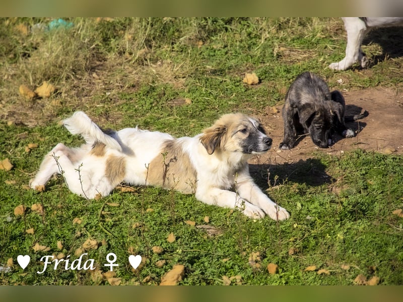 Neue Bilder: Frida und Fine   suchen ab Januar ein Zuhause