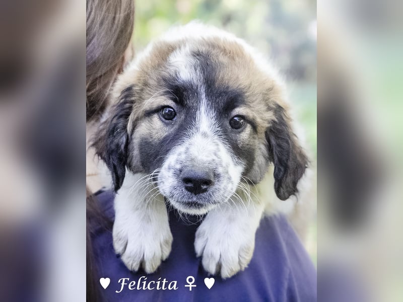 Felicita, Felix, Flori, Fanny, Frida und Fine suchen ab Ende Dezember ein Zuhause