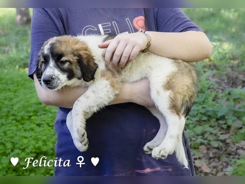 Felicita, Felix, Flori, Fanny, Frida und Fine suchen ab Ende Dezember ein Zuhause