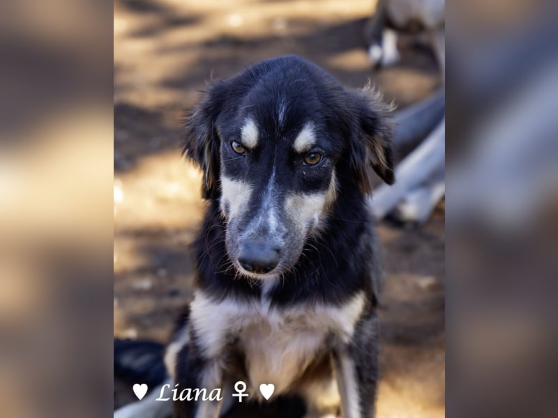 Perfekte Familienhunde Liana und Lido suchen ein Zuhause
