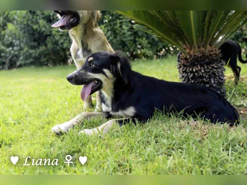 Liana und Lido suchen ein Zuhause