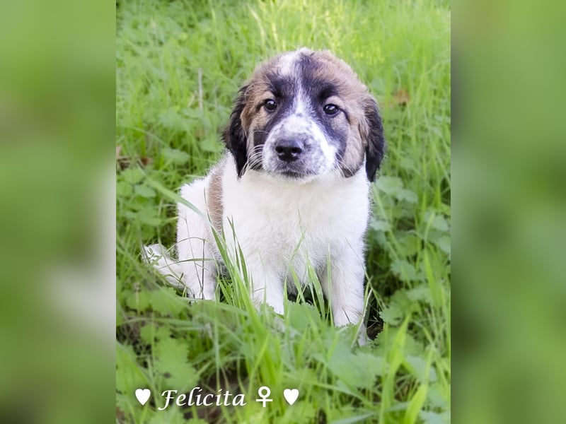 Felicita, Felix, Flori, Fanny, Frida und Fine suchen ab Ende Dezember ein Zuhause