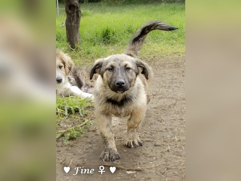 Neue Bilder: Frida und Fine   suchen ab Januar ein Zuhause