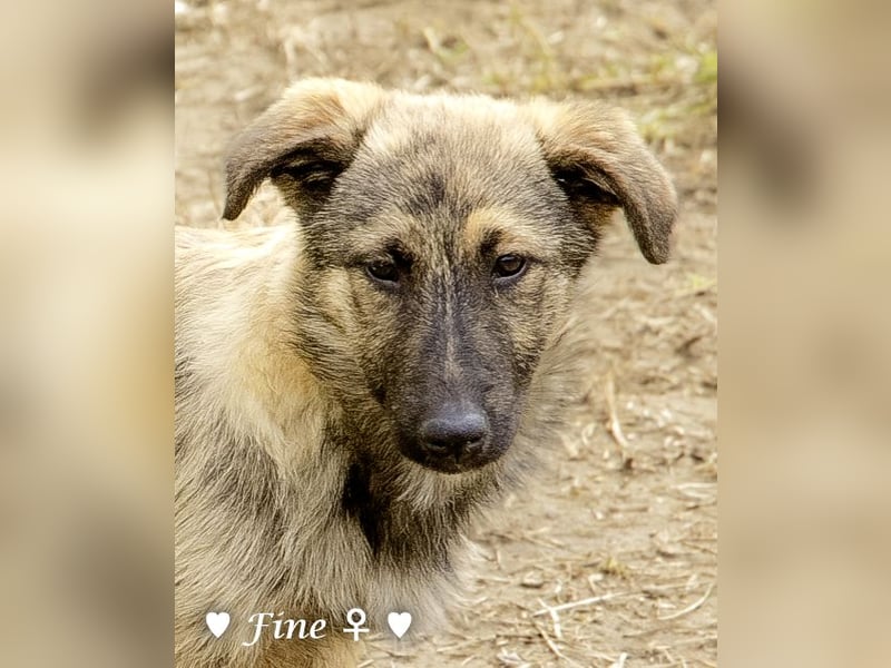 Neue Bilder: Frida und Fine   suchen ab Januar ein Zuhause