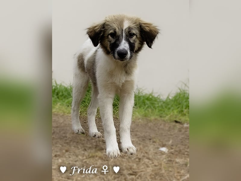 Neue Bilder: Frida und Fine   suchen ab Januar ein Zuhause
