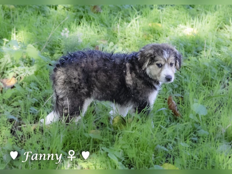 Felicita, Felix, Flori, Fanny, Frida und Fine suchen ab Ende Dezember ein Zuhause