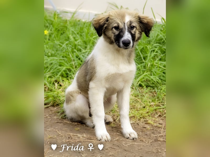 Neue Bilder: Frida und Fine   suchen ab Januar ein Zuhause