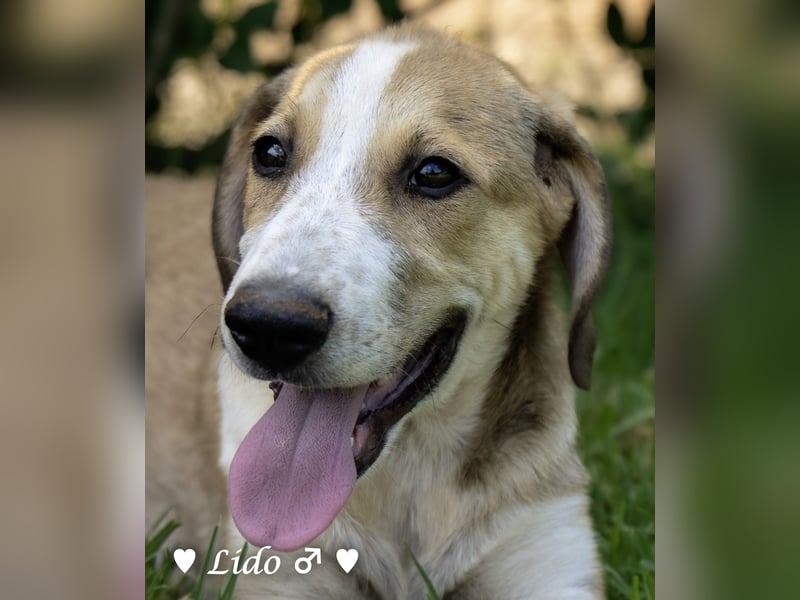Liana und Lido suchen ein Zuhause