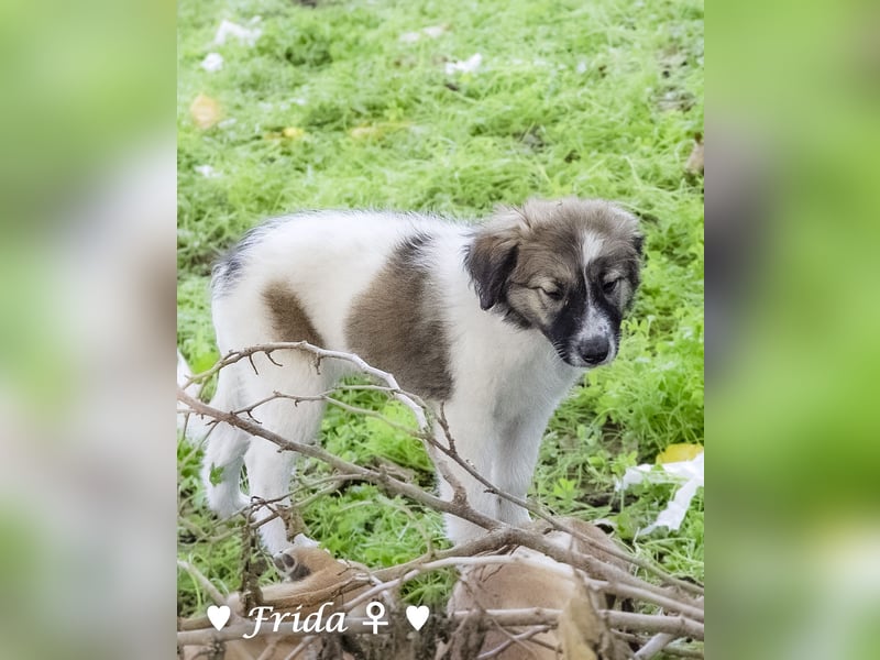 Felicita, Felix, Flori, Fanny, Frida und Fine suchen ab Ende Dezember ein Zuhause