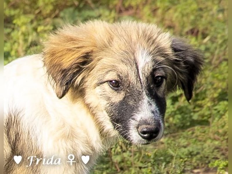 Neue Bilder: Frida und Fine   suchen ab Januar ein Zuhause