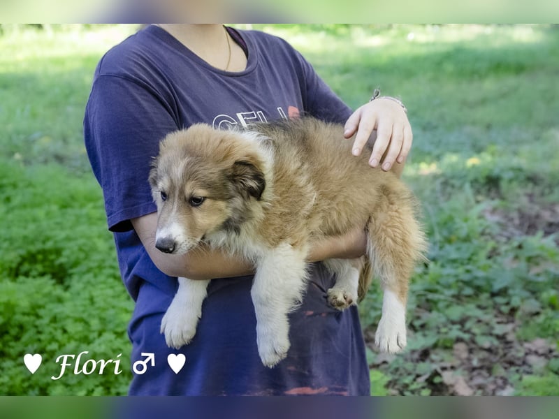 Felicita, Felix, Flori, Fanny, Frida und Fine suchen ab Ende Dezember ein Zuhause