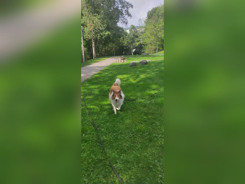 Collie / Border Colie Rüde sucht neues zu Hause