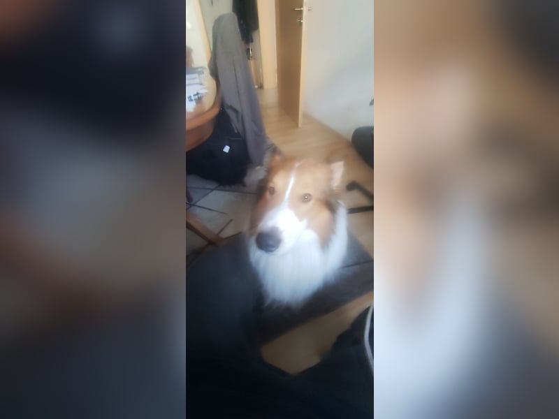Collie / Border Colie Rüde sucht neues zu Hause