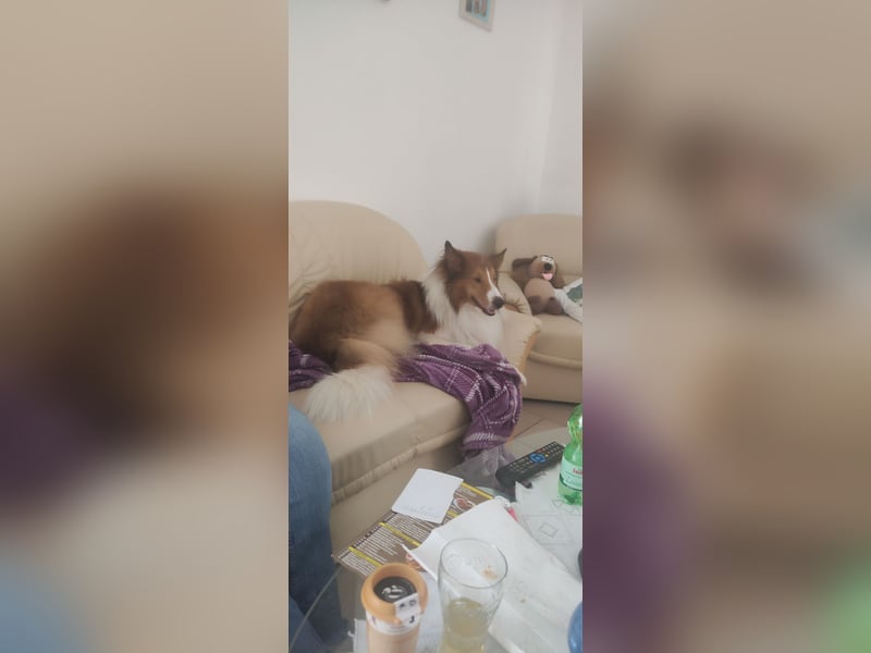 Collie / Border Colie Rüde sucht neues zu Hause