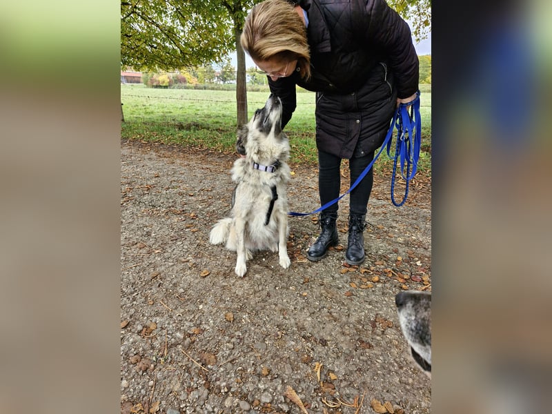 Zoe, zuckersüß, sehr sozial, katzenverträglich