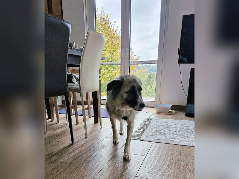 Zoe, zuckersüß, sehr sozial, katzenverträglich