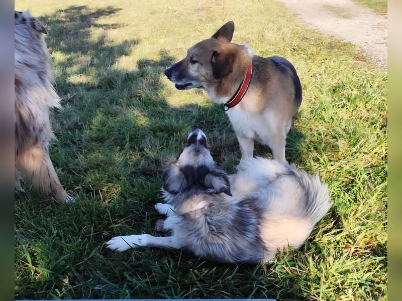 Zoe, zuckersüß, sehr sozial, katzenverträglich