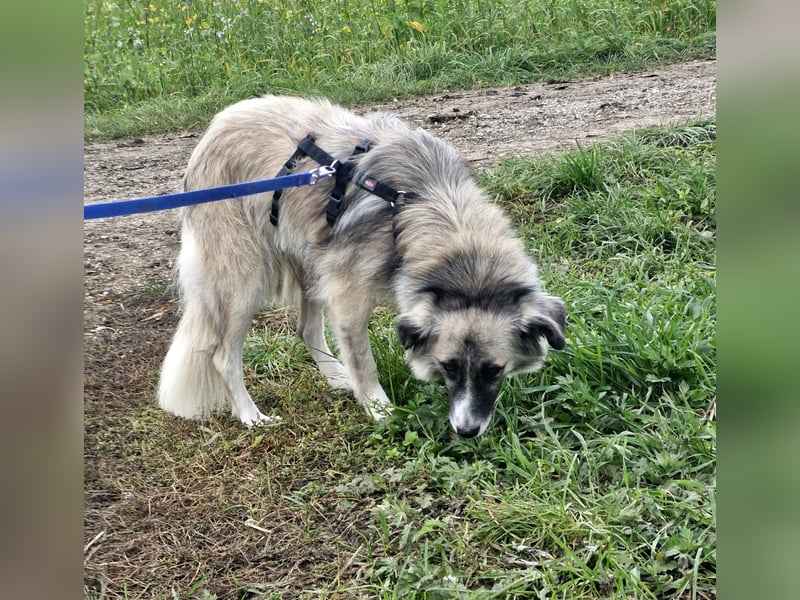 Zoe, zuckersüß, sehr sozial, katzenverträglich