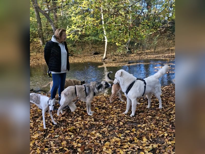Zoe, zuckersüß, sehr sozial, katzenverträglich