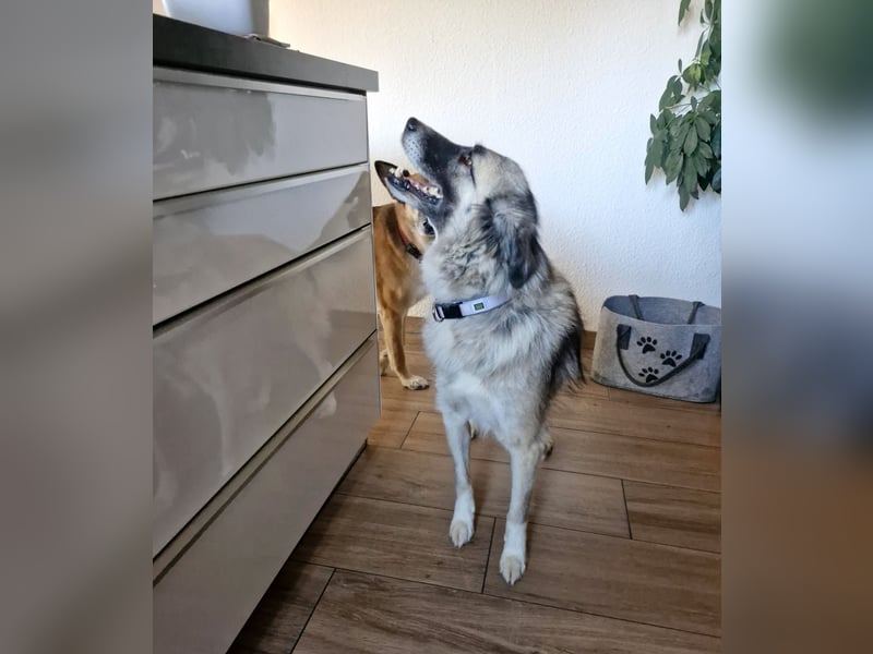 Zoe, zuckersüß, sehr sozial, katzenverträglich