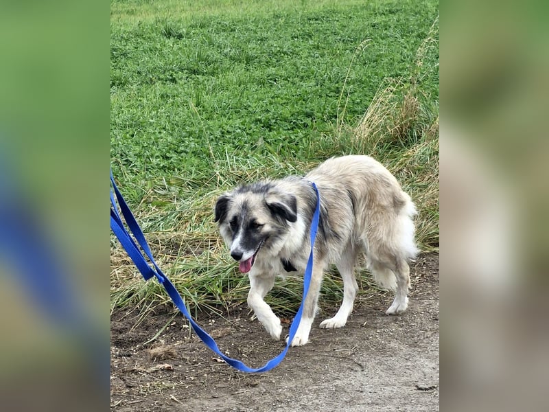 Zoe, zuckersüß, sehr sozial, katzenverträglich