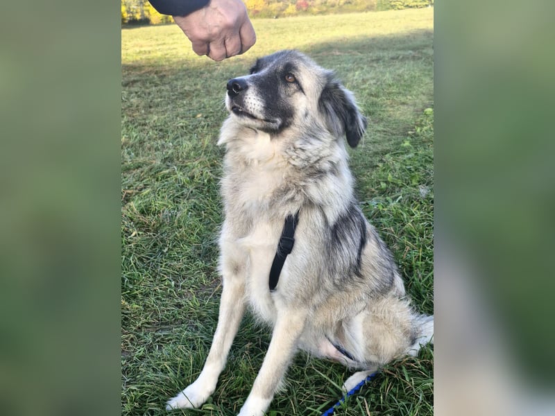 Zoe, zuckersüß, sehr sozial, katzenverträglich