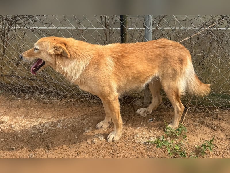 freundliches und sanftes Collie-Mix-Mädchen