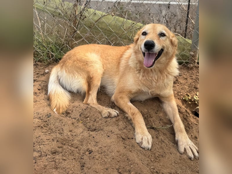 freundliches und sanftes Collie-Mix-Mädchen