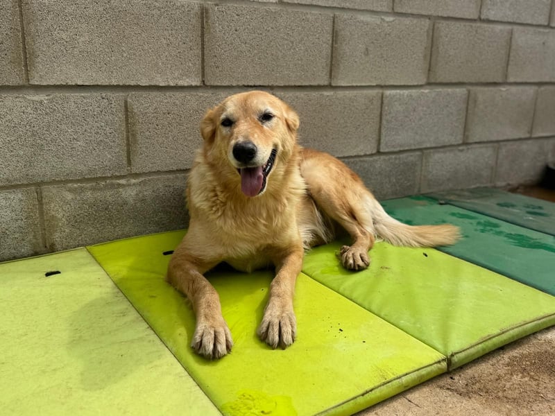 freundliches und sanftes Collie-Mix-Mädchen