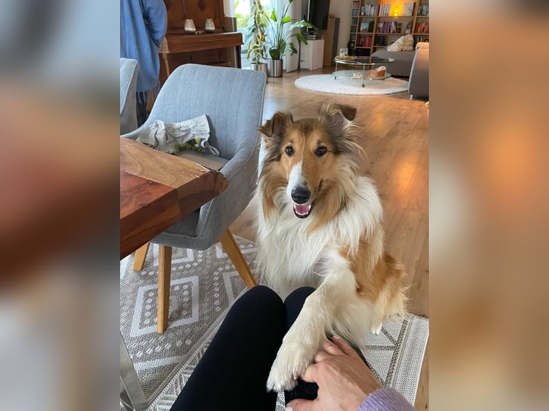 Deckrüde für amerikanischen Collie